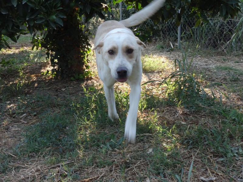 Rüde LUKAS sucht sein Glück