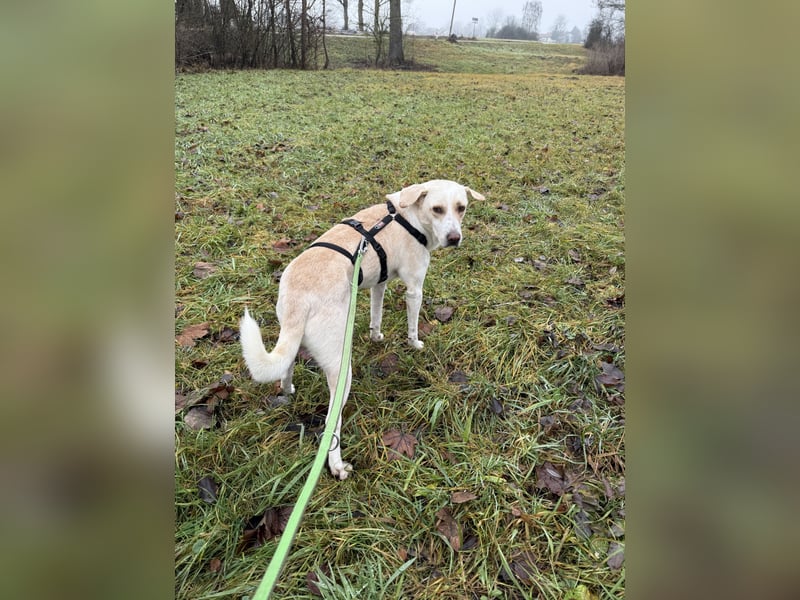 Rüde LUKAS sucht sein Glück