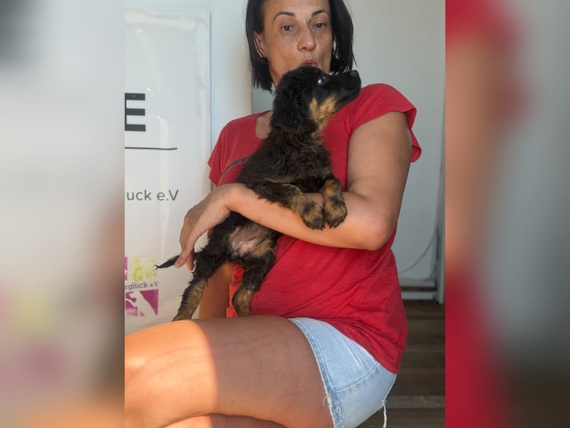 Livy sucht ihr Für-immer-Zuhause