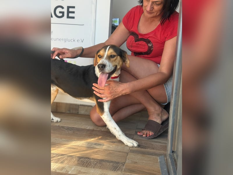 Enno – ein sportlicher Hundebub sucht sein Zuhause