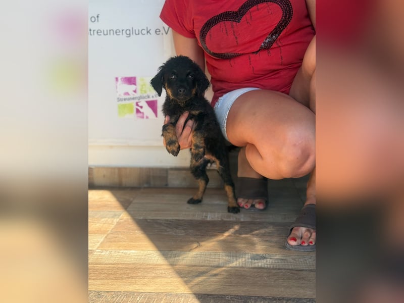 Livy sucht ihr Für-immer-Zuhause