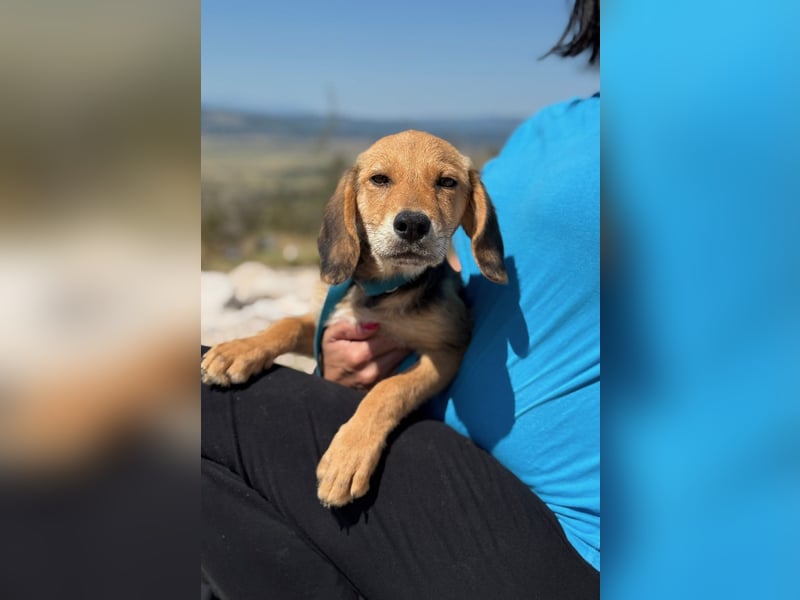 Arlo möchte euer Familienhund werden