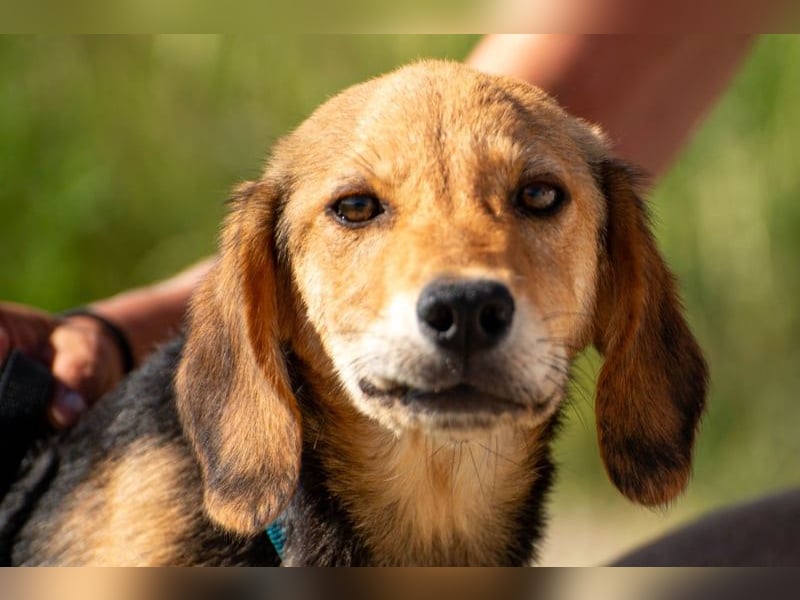 Arlo möchte euer Familienhund werden