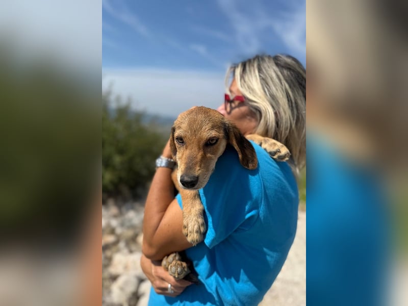 Senta möchte eure Familienhündin werden