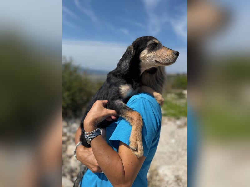 Franzl möchte euer Familienhund werden