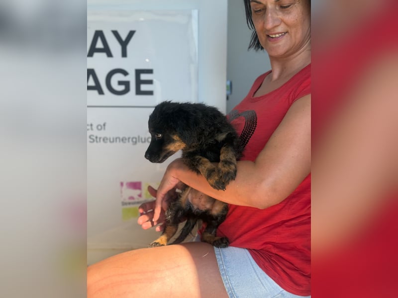 Livy sucht ihr Für-immer-Zuhause