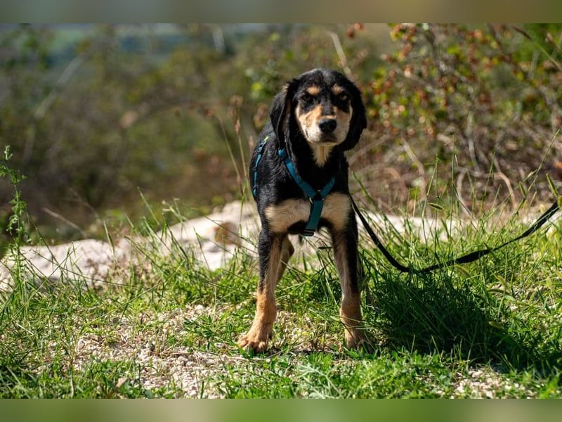 Franzl möchte euer Familienhund werden