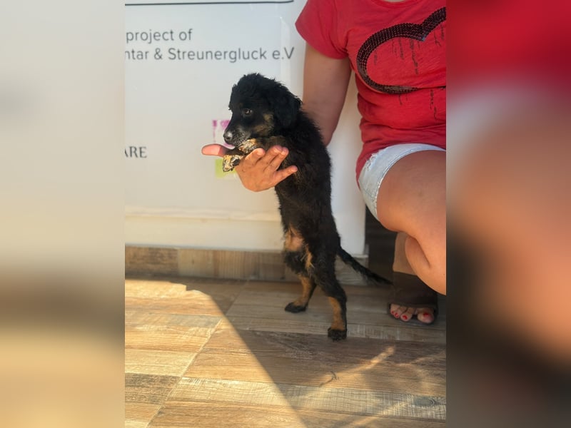 Livy sucht ihr Für-immer-Zuhause