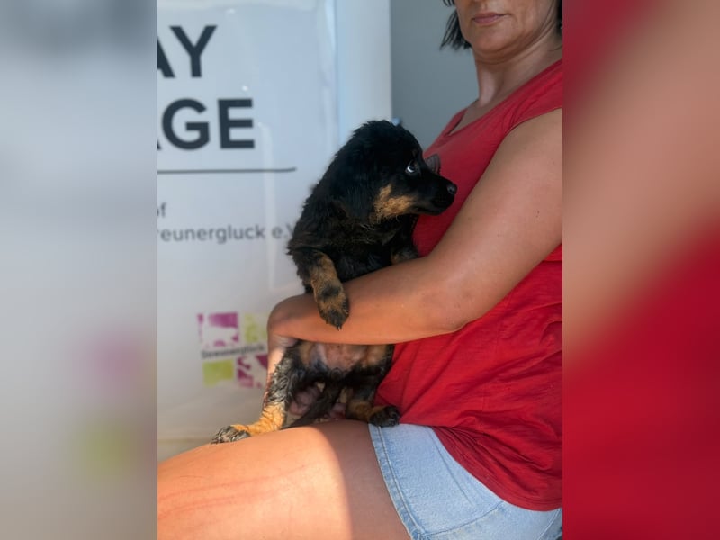 Livy sucht ihr Für-immer-Zuhause
