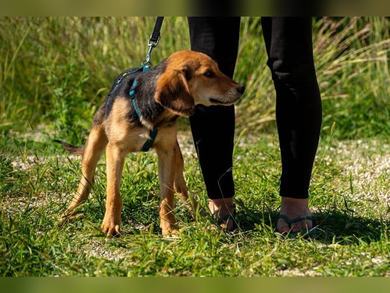 Arlo möchte euer Familienhund werden
