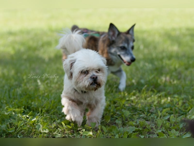 Teddy sucht ein neues Zuhause
