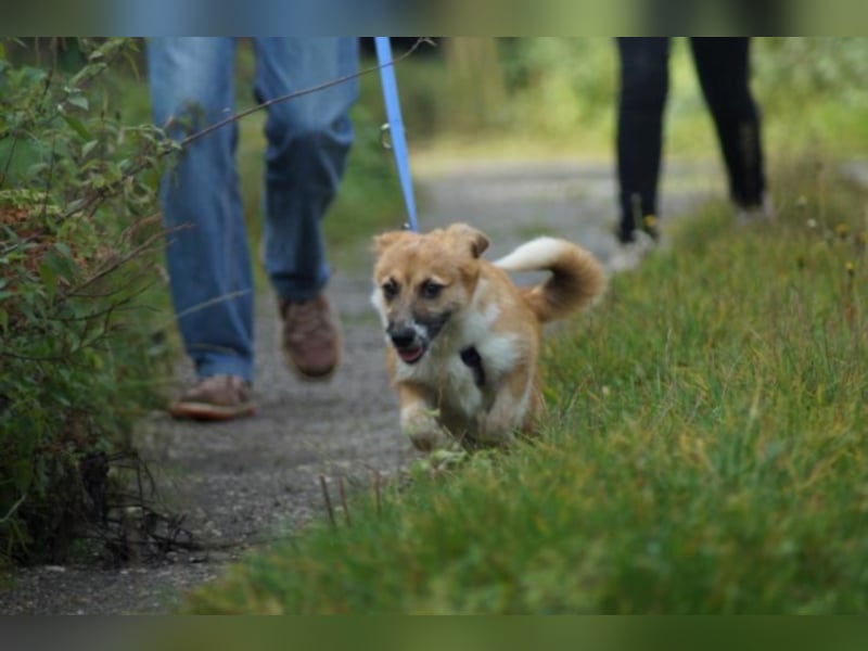 Nala sucht ein neues Zuhause