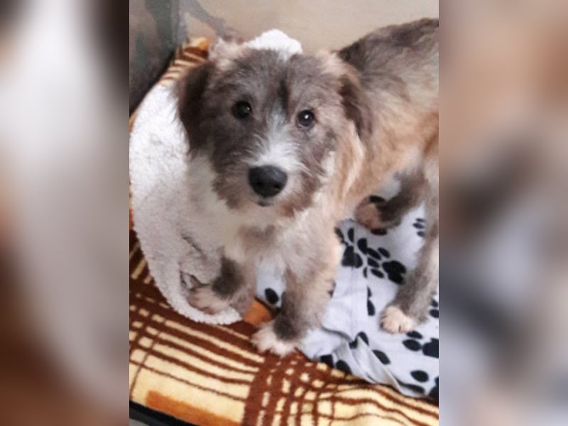 Shekila sucht ein neues Zuhause