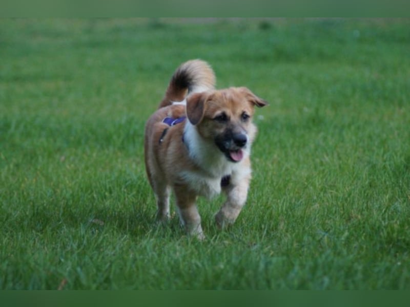 Nala sucht ein neues Zuhause