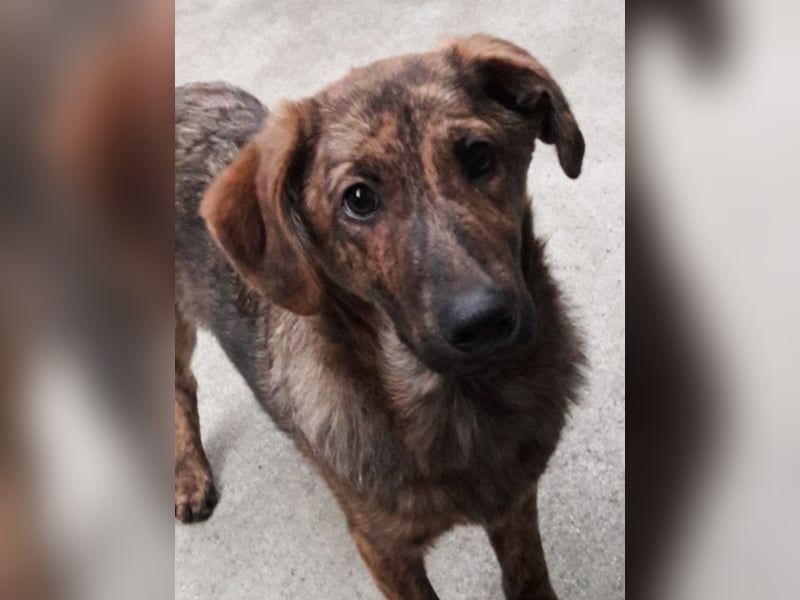 Gudu sucht ein neues Zuhause