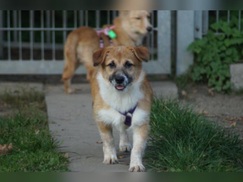 Nala sucht ein neues Zuhause