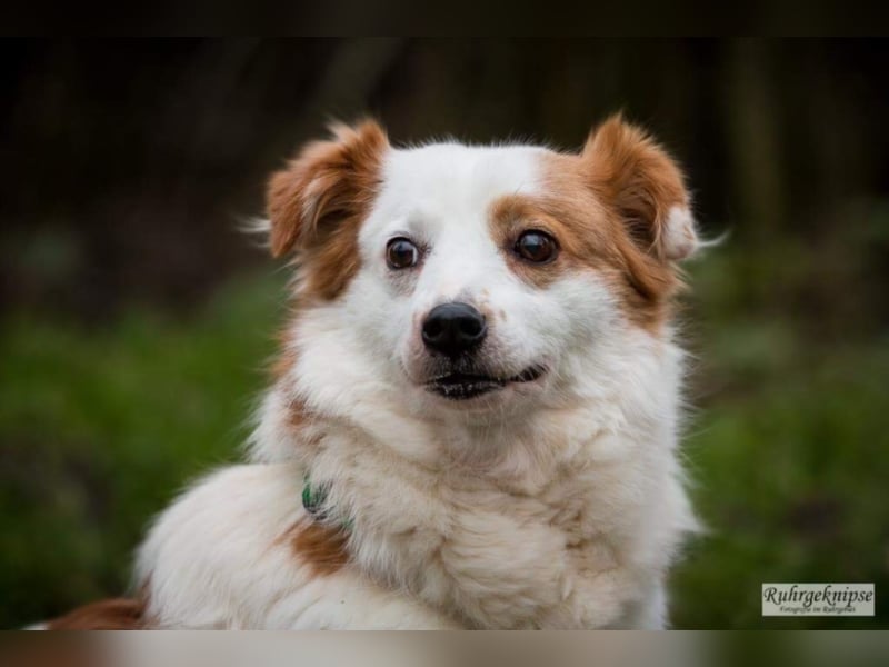 Lucky sucht ein neues Zuhause