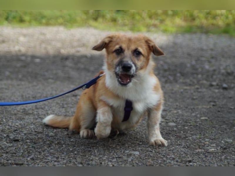 Nala sucht ein neues Zuhause