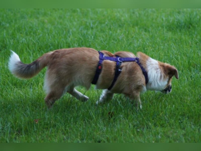 Nala sucht ein neues Zuhause