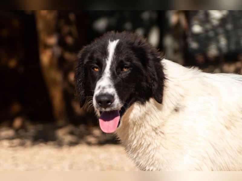 Morrisson sucht sein großes Glück