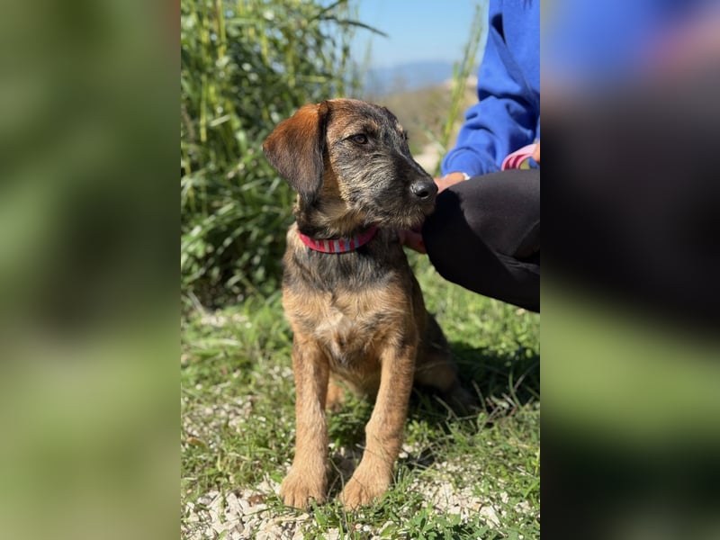 Skadi - jung, neugierig und bereit für ihr eigenes Zuhause