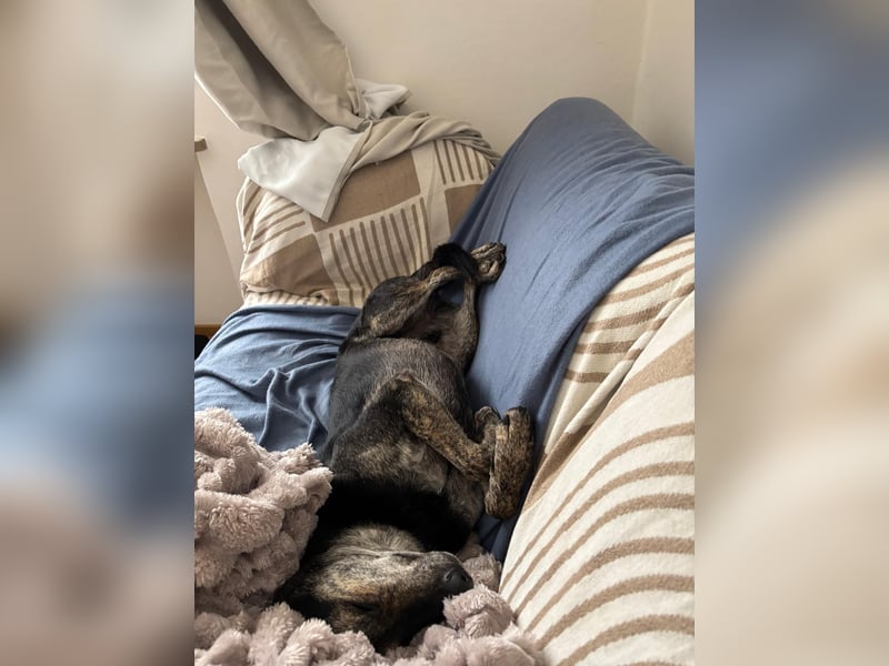 Nocino wartet in München