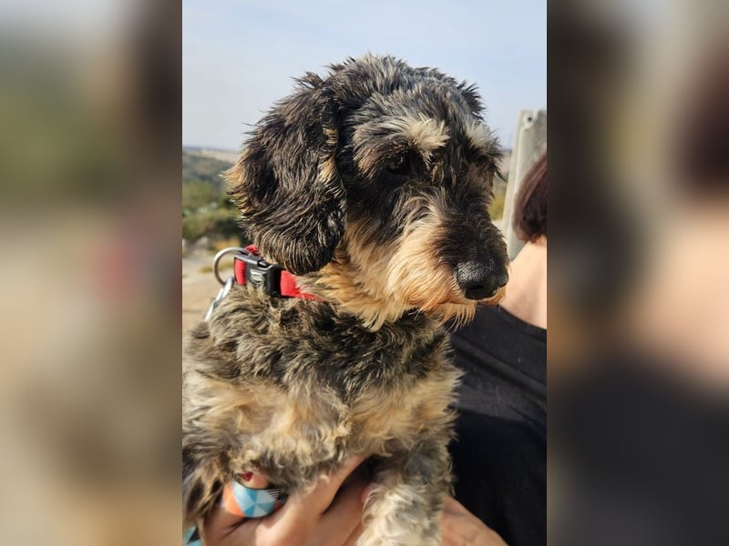 Käthe möchte deine Herzenshündin werden