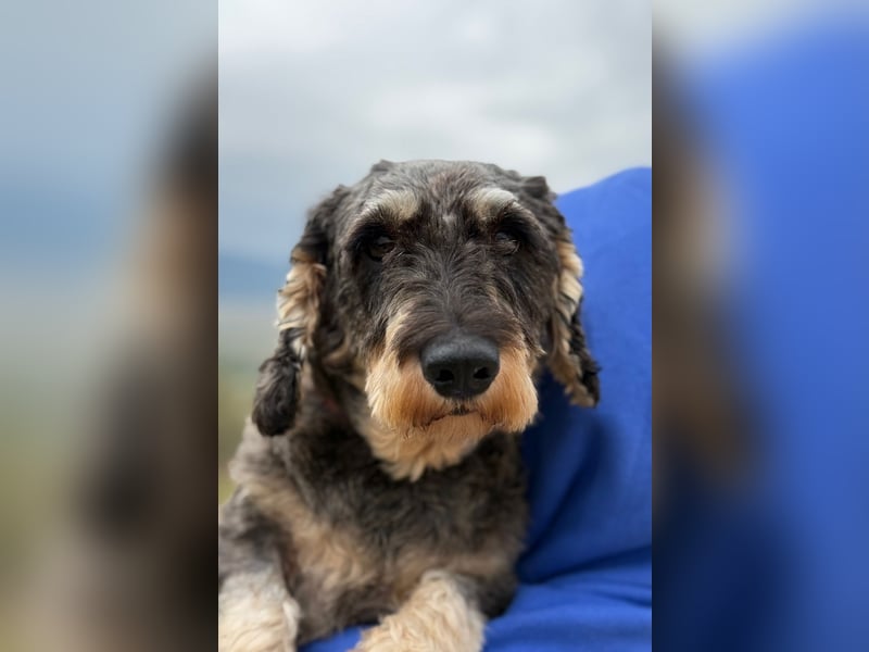 Käthe möchte deine Herzenshündin werden