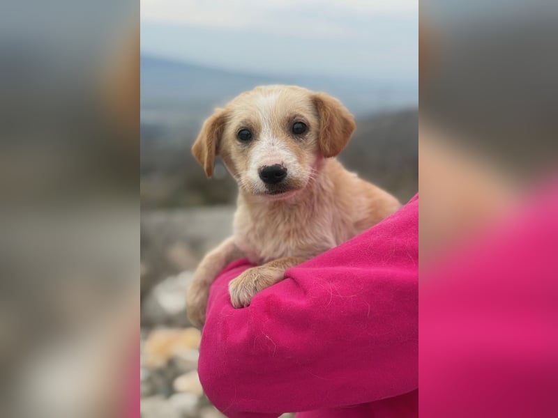 Ivy sucht ihr Glück (47839 Krefeld)