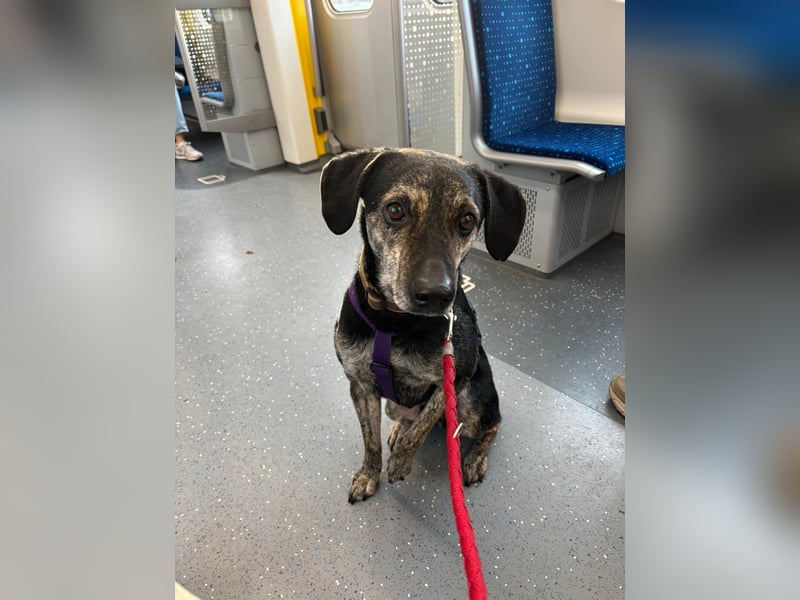 Nocino wartet in München