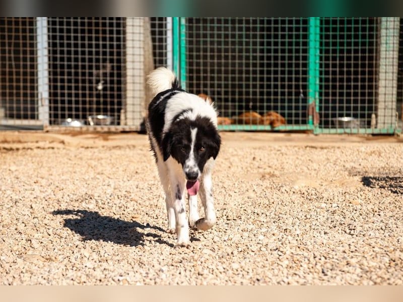 Morrisson sucht sein großes Glück