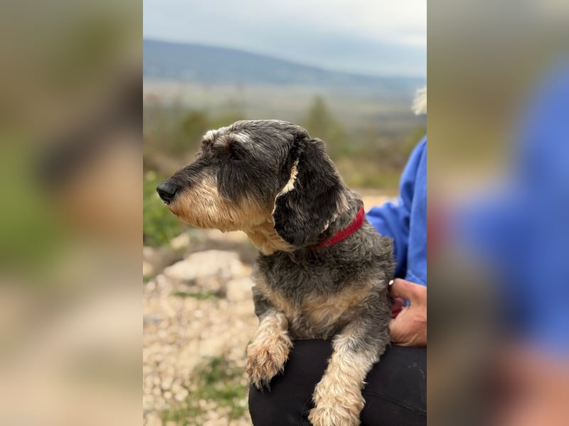 Käthe möchte deine Herzenshündin werden