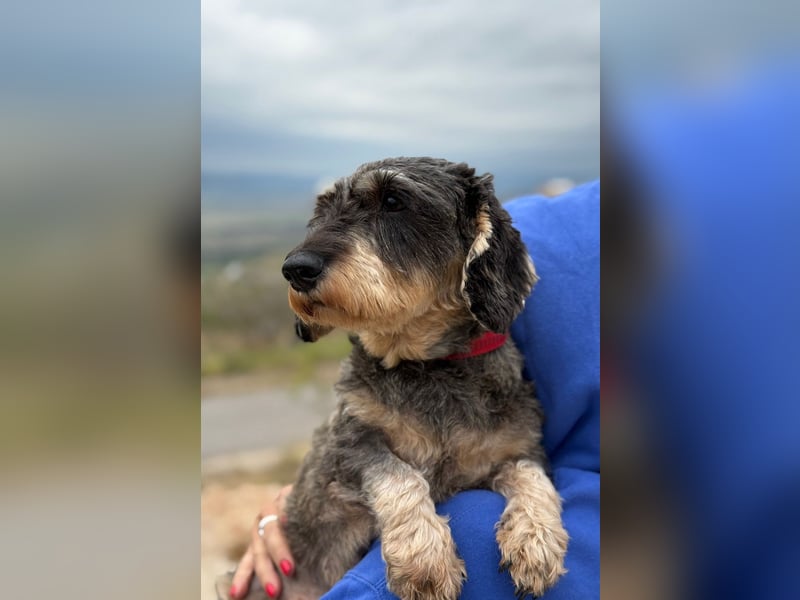 Käthe möchte deine Herzenshündin werden