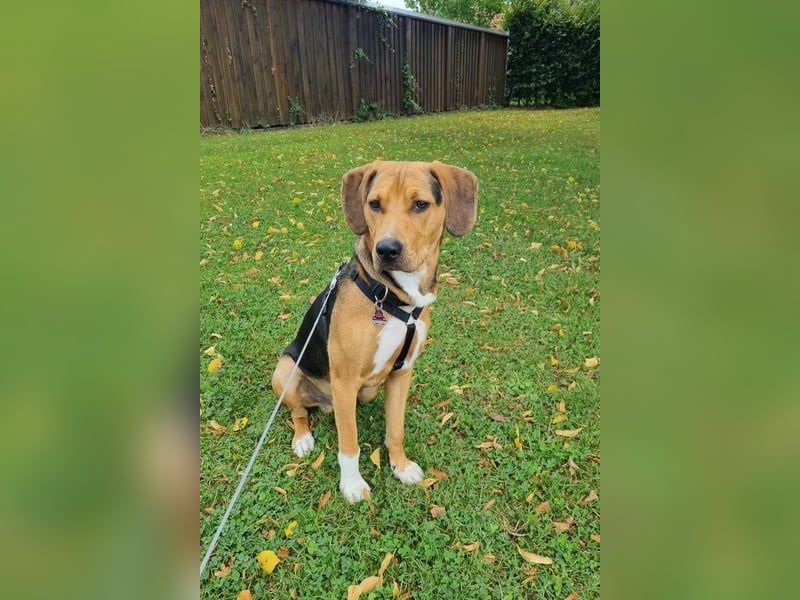 Tadeus sucht sein Körbchen (59514 Welver)
