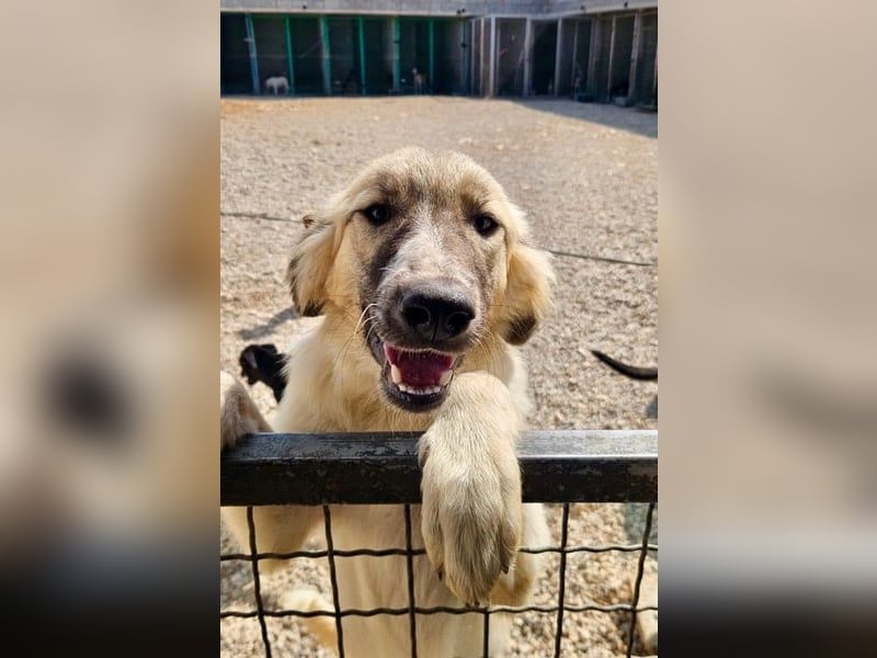 Liesa sucht ihr großes Glück