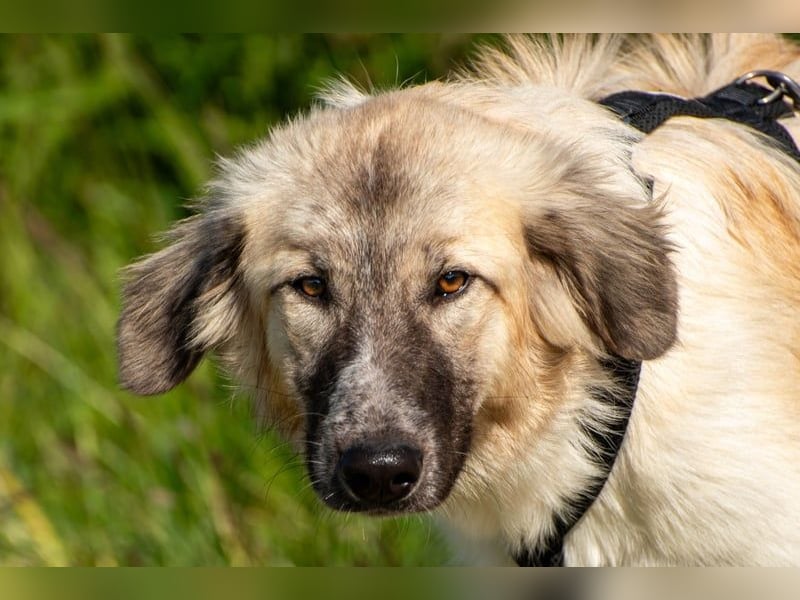 Liesa sucht ihr großes Glück