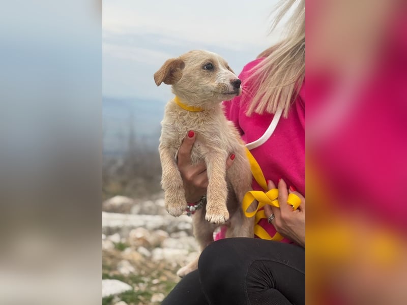 Ivy sucht ihr Glück (47839 Krefeld)