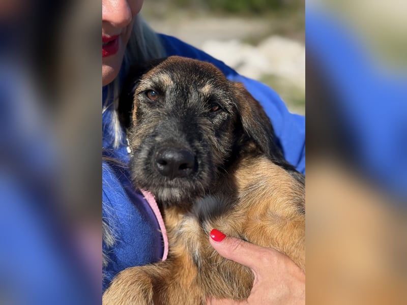 Skadi - jung, neugierig und bereit für ihr eigenes Zuhause