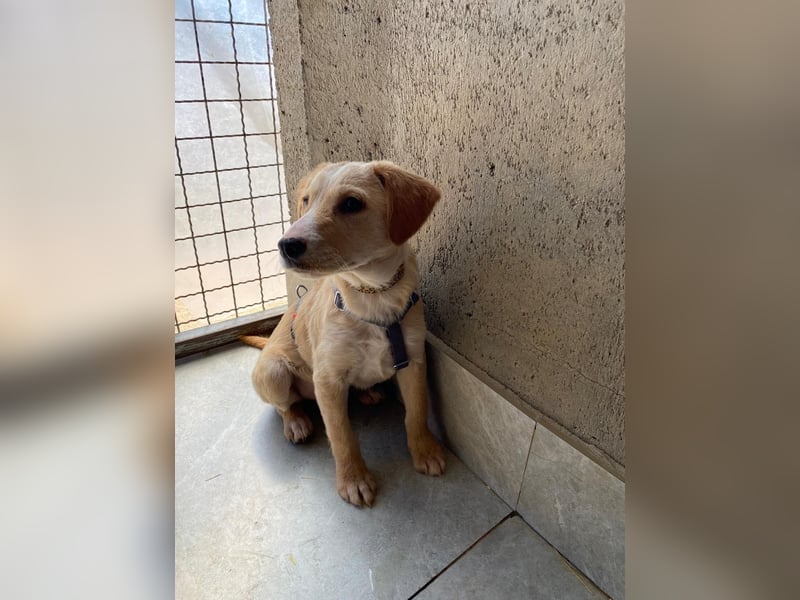 Ivy sucht ihr Glück (47839 Krefeld)