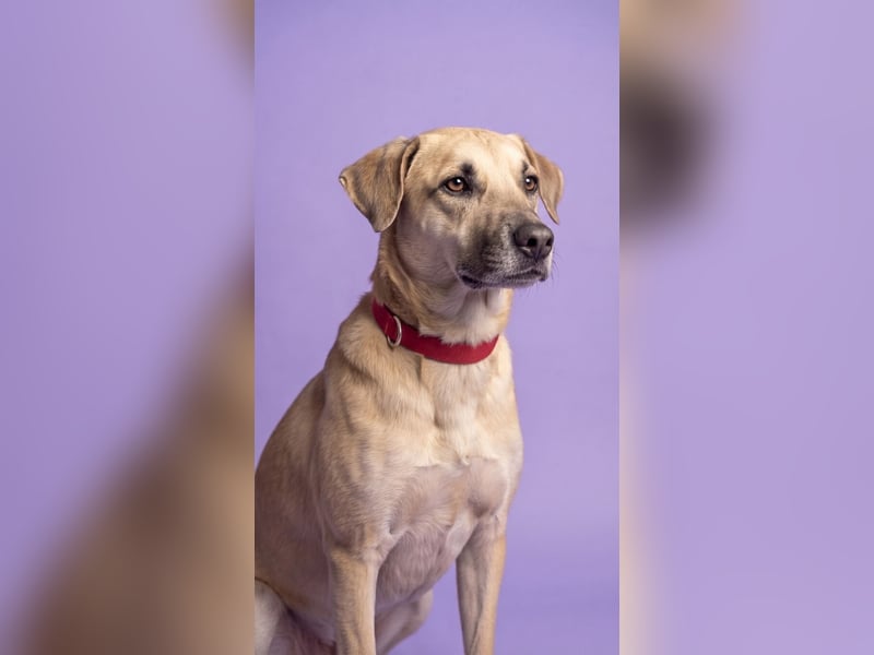 Super, süßer Familienhund