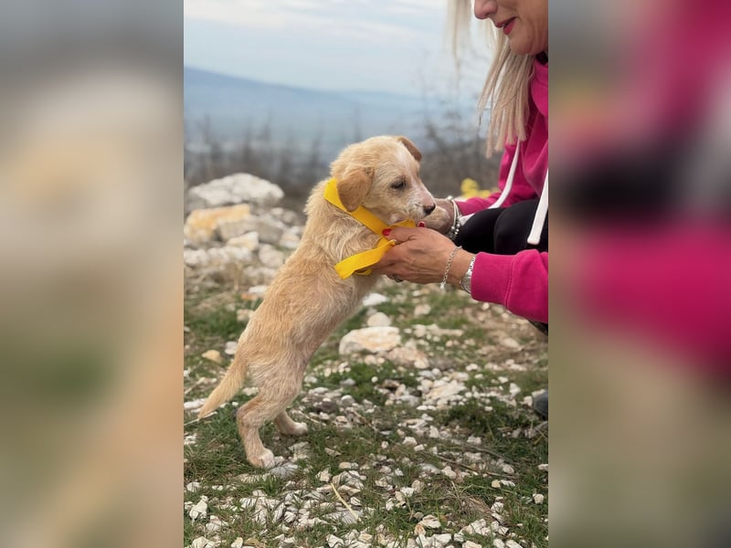 Ivy sucht ihr Glück (47839 Krefeld)