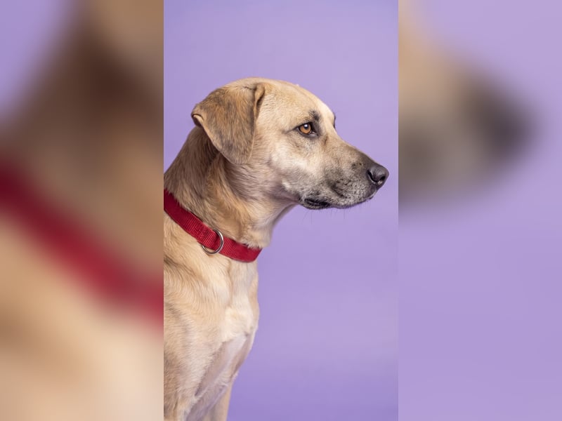 Super, süßer Familienhund