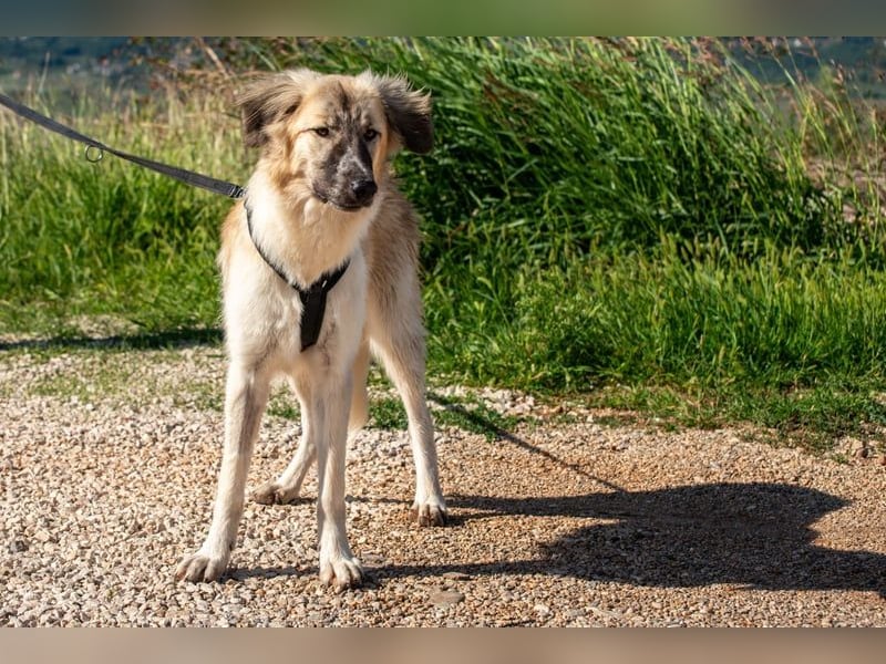 Liesa sucht ihr großes Glück