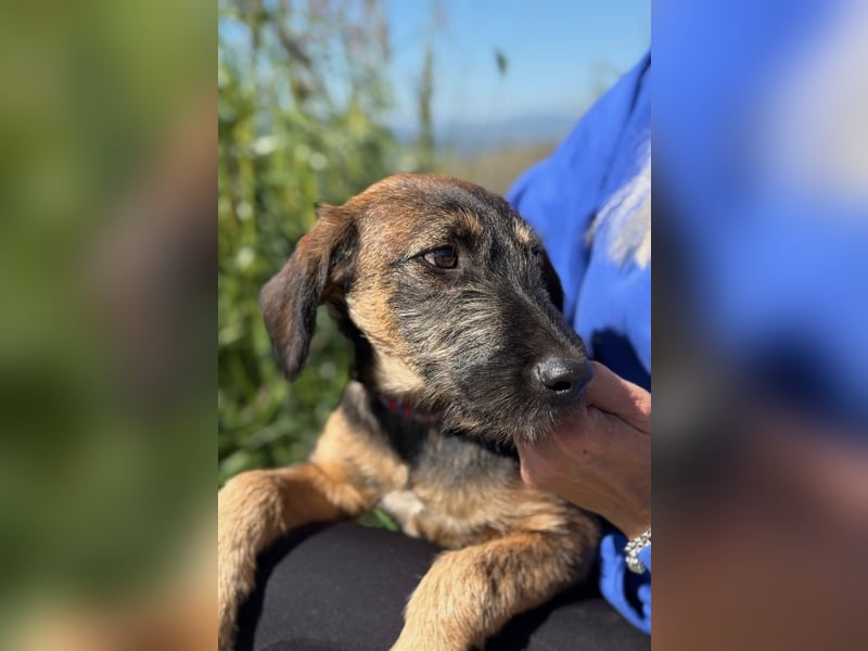 Skadi - jung, neugierig und bereit für ihr eigenes Zuhause