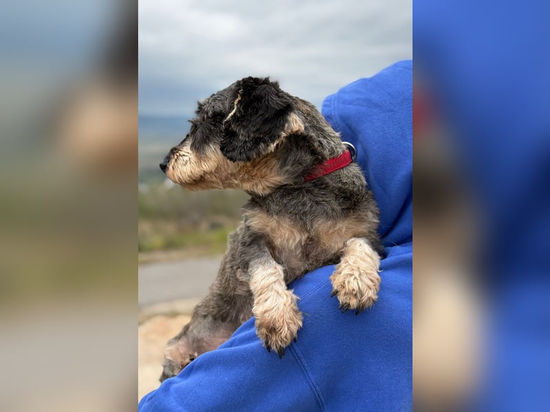 Käthe möchte deine Herzenshündin werden