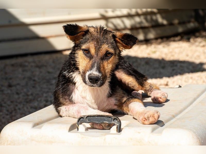 Rixa - Zauberhafte Schwestern suchen ihr Zuhause
