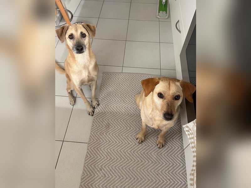 Super, süßer Familienhund