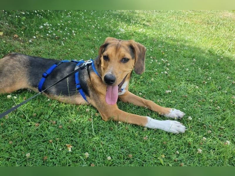 Tadeus sucht sein Körbchen (59514 Welver)