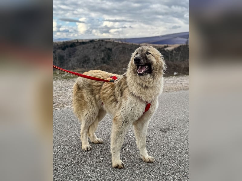 Liesa sucht ihr großes Glück