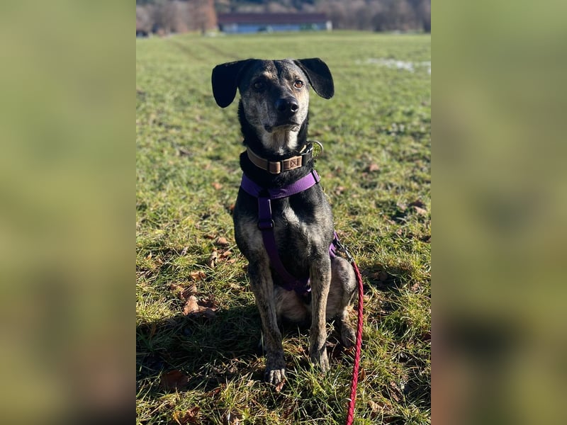 Nocino wartet in München